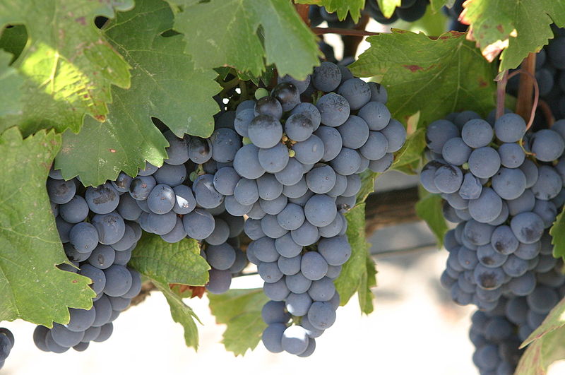 Día internacional de la uva Malbec