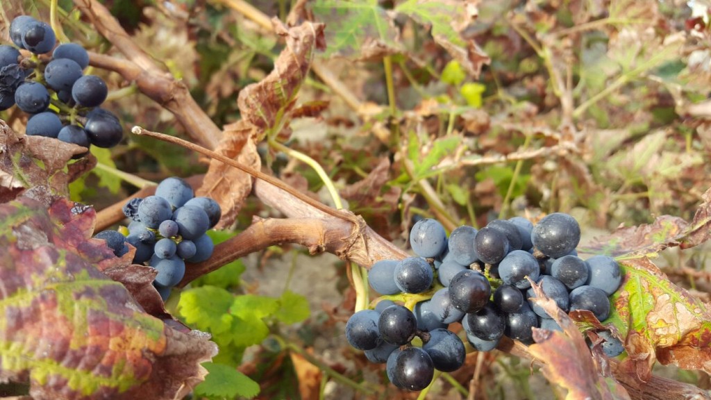 Preciosa imagen de los viñedos gaditanos