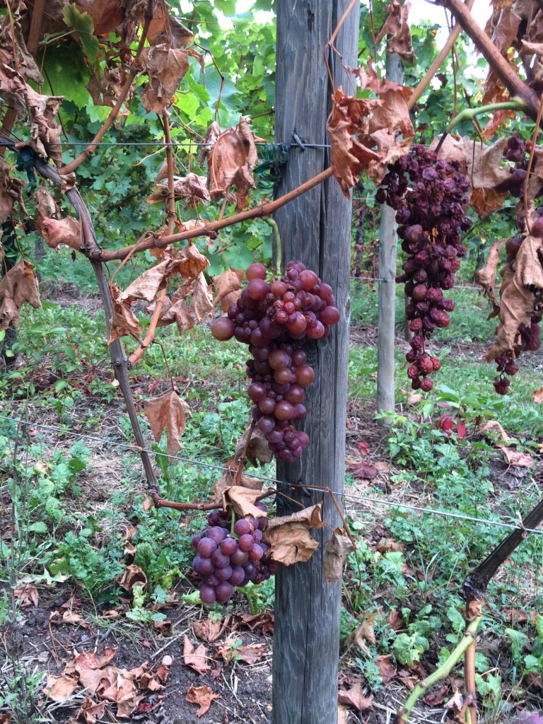 Bonita imagen de los viñedos alsacianos de Dopff Au Moulin